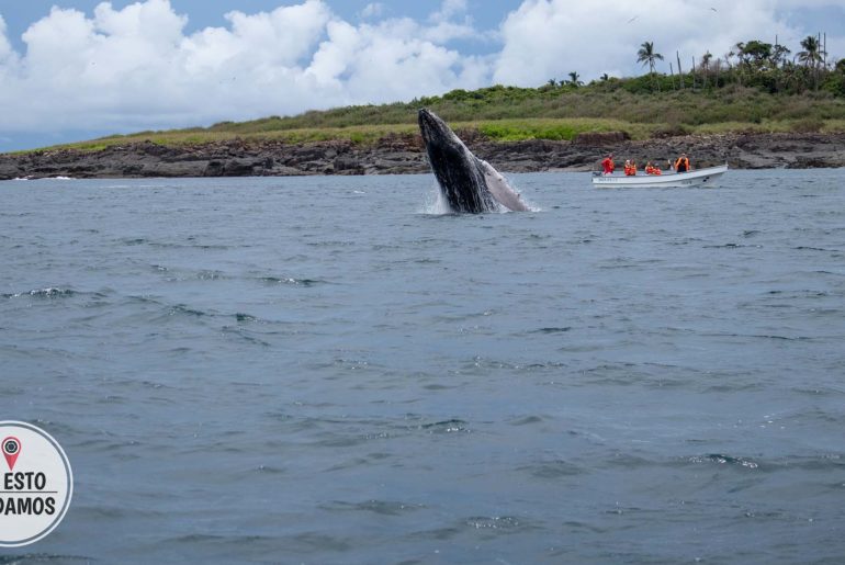 Ballenas Jorobadas en Panamá